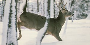 Preliminary tally shows Vt. hunters bagged fewer bucks