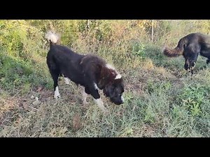 Ελληνικός ποιμενικός γιατί υπερτερεί των άλλων φυλών #σκύλοσ #ktenasgroup #puppy #dog