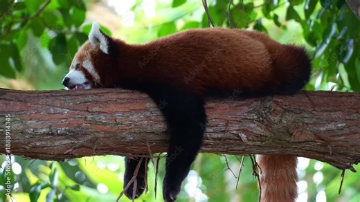Close up shot of a sleepy red panda (Ailurus fulgens) resting and lazing on a tree branch, slowly falling asleep.