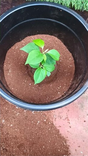 #planting#bougainvillea#plant#athome#garden#gardening#gardeningtips#plants#homegarden#viral#reels#ai