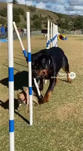 ROTTWEILER vs CHIHUAHUA 🐾 Biggest vs Smallest Obstacle Race!