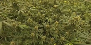 Here’s where marijuana possession has been decriminalized in Georgia