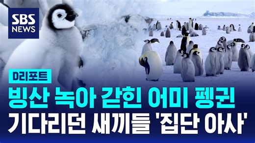 [D리포트] 새끼 황제펭귄 70% 사라져 "굶어 죽었다"…대체 왜?