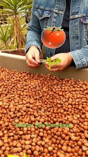 Planting Tomato Seedlings #aquaponics #growfreshaquaponics