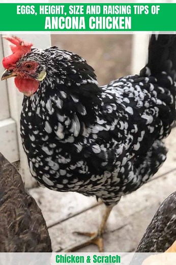Ancona Chicken: Eggs, Height, Size and Raising Tips