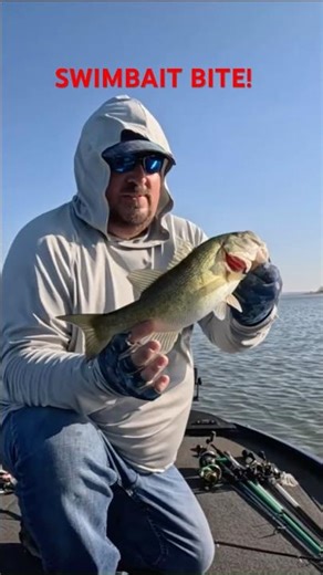 Shallow Swimbait Bass on Sam Rayburn! #fishing #fishingshorts #cgwhackem