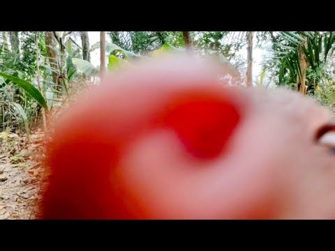 Happy To Receive Chicken, Mongoose Kisses The Camera