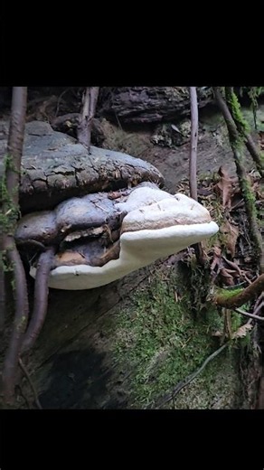 Someone removed these glorious mushrooms from a preserve🥺😭😡 #agarikon #laricifomesofficinalis