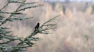 Red-Winged Blackbird