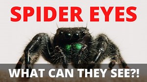 All About Spider Eyes: What Can They See?