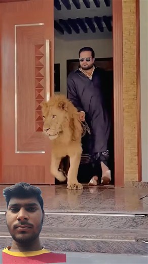 MIYA BHAI #shorts #viralvideo # #tiger #lion #rajput #animals #pti #song