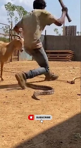 Brave Animals vs Giant Snake & Cute Baby Monkey Moments 🐒🐍