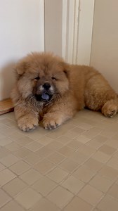 22K views · 1K reactions | 烙 meet a robot 烙 #chowchow #chowchowlovers #chowchowworld #chowchowpuppy #chowchowpuppies #puppy #puppies #doglover #dog #pets | Xia Jovana Chow | Facebook
