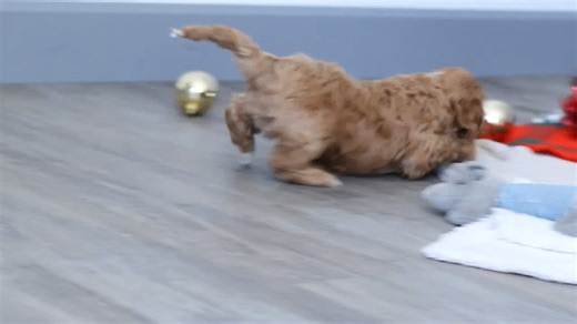 Cockapoo puppy for sale