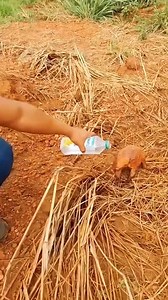 5.6K views · 95 reactions | The overheated armadillo found itself a happy home#fyp #animals #armadillo #cute #family #Love #tiktok #usa | Loveanimals69 | Facebook