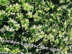 Plants: Field maple - plants and cutting | 2025