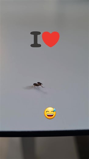 Simona Ciriolo on Reels