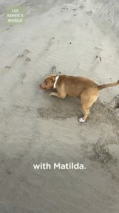 1M views · 82K reactions | Lee + Matilda + the beach = perfection 勺 | Lee Asher's World | Facebook