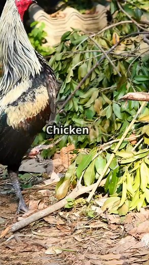 https://poultryvetcare.com/golden-phoenix-chicken/ Golden Phoenix Chicken: The Stunning Ornamental Breed for Your Backyard 🐔✨" "Discover the beauty of the Golden Phoenix Chicken, a rare and breathtaking breed known for its long, golden feathers and peaceful temperament. Perfect for backyard flocks, this stunning chicken adds a touch of elegance to your farm! Learn about their care, personality, and unique features. 🏡🐔 Don't miss out on adding this beautiful breed to your collection!" #reelsfy