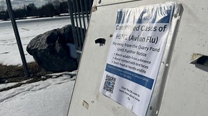 Dead geese test positive for bird flu at Gettysburg College, doctors say risk for human transmission is low