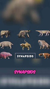 Mammals' Origins - From Synapsids to Today's Creatures