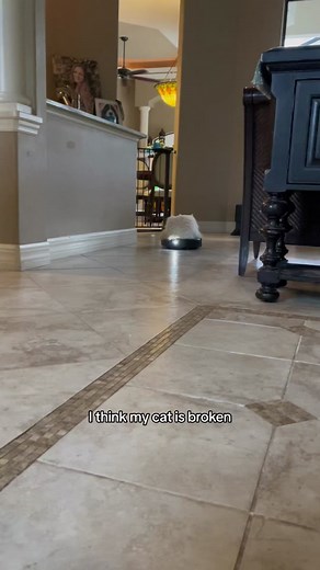 Roomba loaf 🙌🏻 #delilahanddecklyn #flamepoint #catsoftiktok #cutecat #ragdollcat #cats #catlover #kitten #fyp #foryoupage #ragdollkitten #cat #fluffycat #kittensoftiktok #funnycat