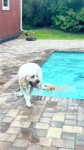 Dog Pool Fails