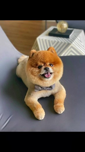 Adorable Pomeranian Teddy Bear Haircut by Talented Groomer