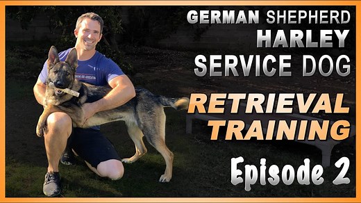 The Science of Teaching Retrieve to a Service Dog