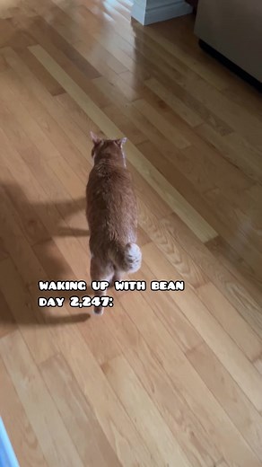 35K views · 1.9K reactions | he thinks i’m the “bad guy” because i’m the one giving him meds & ear drops all the time  follow to wake up with my cats every day! ☕️ #catsofinstagram #catsofig #beautynthebean #catmom #catdad #catfamily #cats #funnycat #meow #talkingcat #purr #cat | Beauty and the Bean | Facebook