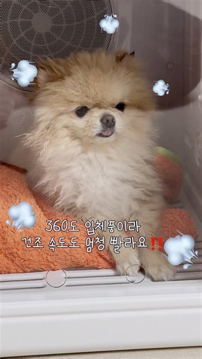 #협찬 드라이전쟁중인 견주들 모여라 !💨 #펫드라이룸 #쿨하우스 #사계절하우스 #하우스겸용 #드라이룸 #드라이룸추천