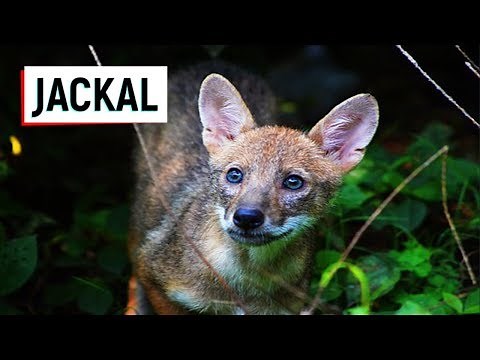 Jackal l Siyar I Jackal Facts Animal SOUND VOICE VIDEO IN DELHI ZOO