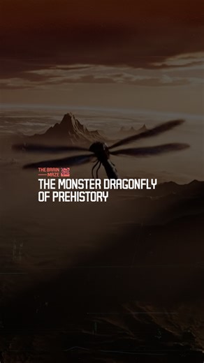 647K views · 12K reactions | The Monster Dragonfly of Prehistory - Long before dinosaurs, Earth’s skies were ruled by giant dragonflies with two-foot wingspans—discover how our planet’s atmosphere made these prehistoric predators possible. | The Brain Maze | Facebook