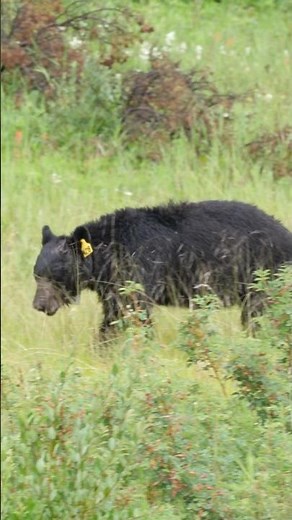 Black Bear in Banff National Park