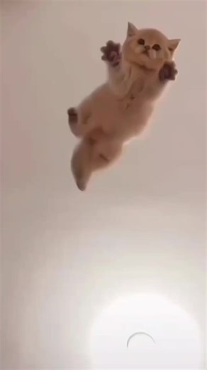 Kittens Dancing to Music: A Heartwarming Moment