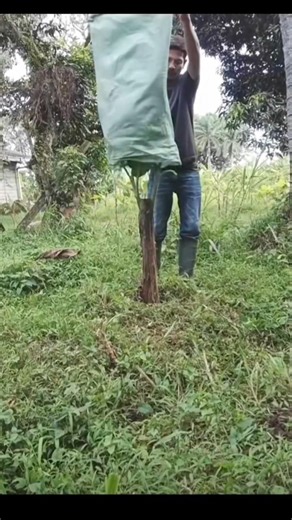 how to make a banana tree branch into two branches