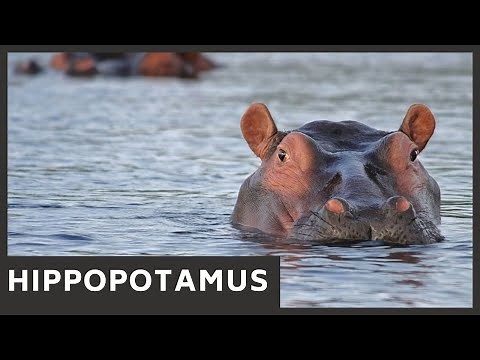 Hippo sound effect - the noise made by wild hippopotamus