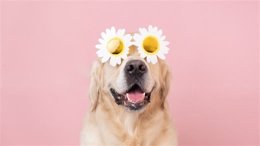 Ideas de nombres originales para goldens y otros perritos así de bonitos