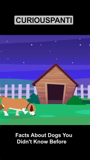 Why do dogs howl seeing the moon? #Curiouspanti #Kids #FunFacts | Sonic Gang | Facebook