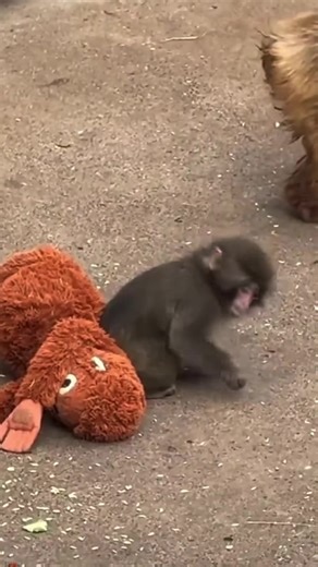 Adorable Monkeys at Ichikawa Zoo