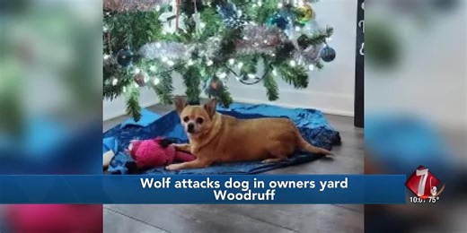 Wolf attacks, kills dog in owners yard in Woodruff