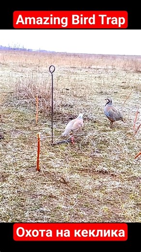 Traditional Bird Catching Skill of Mountain Locals #Shorts