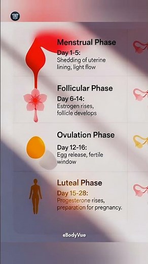 The 4 Phases of the Menstrual Cycle: Complete 3D Anatomy #heavyperiods #menstrualcycle #pelvichealth