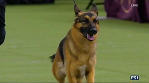 12K views · 730 reactions | The German Shepherd Dog has won Best in Show at the Westminster Kennel Club Dog Show two times. What makes this popular breed such an efficient herding dog? Learn about the German Shepherd Dog in this WKC Best of Breed Minute brought to you by Embark Vet, the official DNA test of the WKC Dog Show. Learn more about Embark for Breeders. | Westminster Kennel Club Dog Show | Facebook