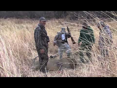 Lion Hunt in Matstetsi Zimbabawe