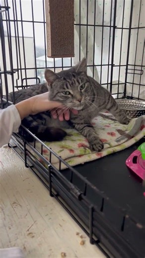 Video of adoptable pet named Cranberry (FCID# 11/21/2025 - 106) Willow Grove