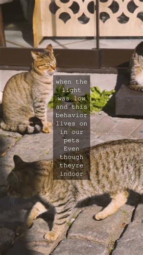 The Amazing World of Cat Breeds Did you know there are about 100 cat breeds From fluffy...