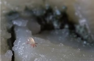 The Natural History of Cheese Mites | ASM.org