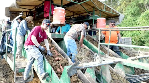 Good weather at the beginning of the season helped create strong yields, and dry weather during the harvest is helping expedite this year’s Louisiana sweet potato harvest. | LSU AgCenter