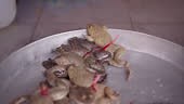 Live frogs with a rope around their waist trying to escape from a...